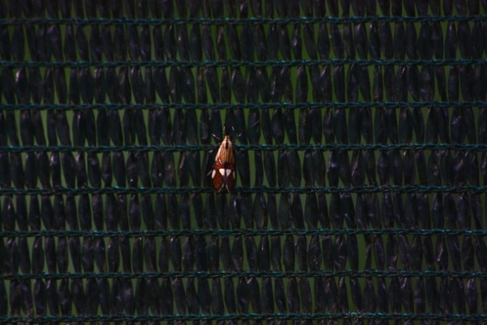 Bellissimo microlepidottero da identificare